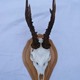 Oak Roe/Muntjac Skull Shield 7