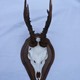 Walnut Roe/Muntjac Skull Shield 7