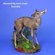 roe deer  fawn form frd1