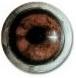 Wild Boar Eyes  16/20MM
