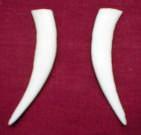Artificial Chinese Water Deer Tusks