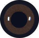Adult Dark Brown Buzzard 14MM