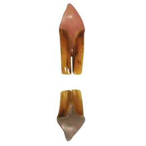 Reproduction Beaver Teeth