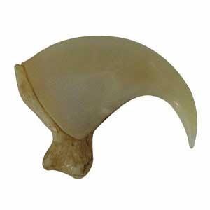 Reproduction Mountain Lion Claw