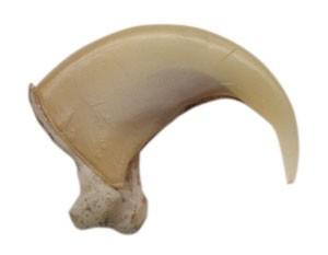 Reproduction Lynx Claw
