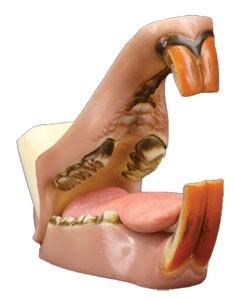 Beaver Jaw Set With Throat