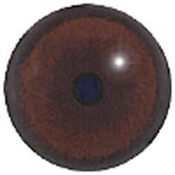 black bear eyes 18mm