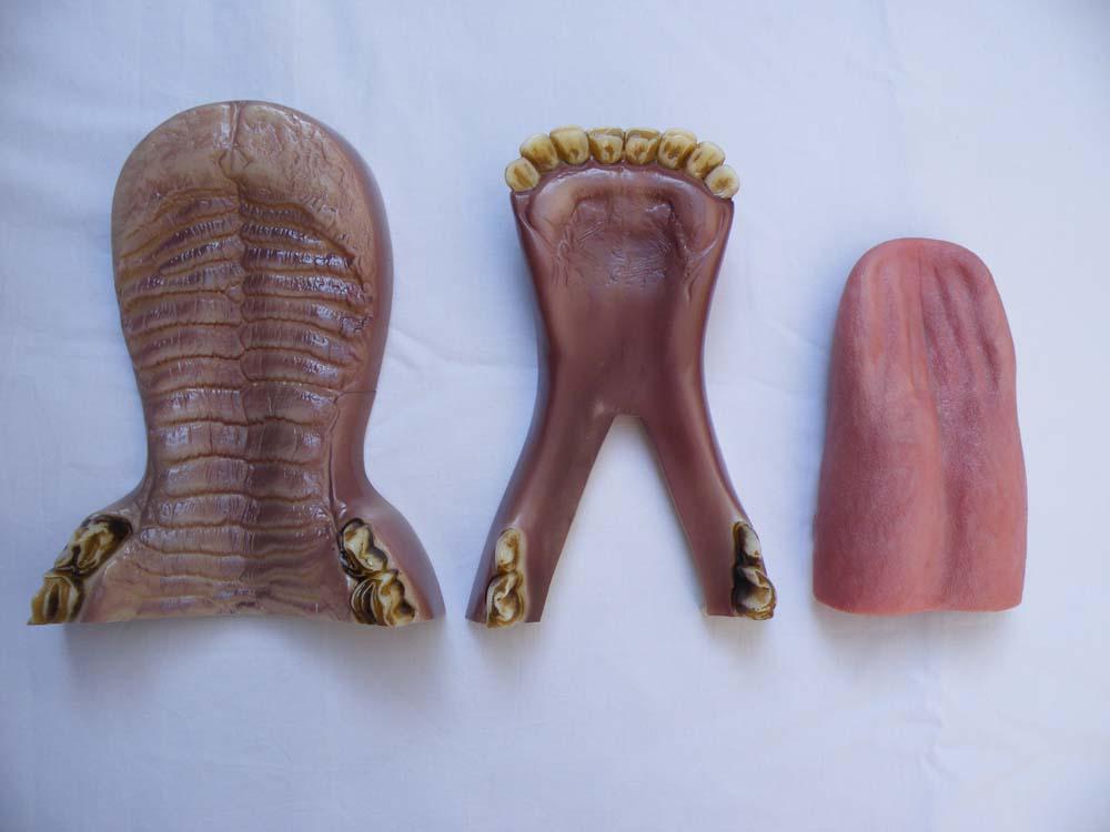 Cape Buffalo Jaw Set