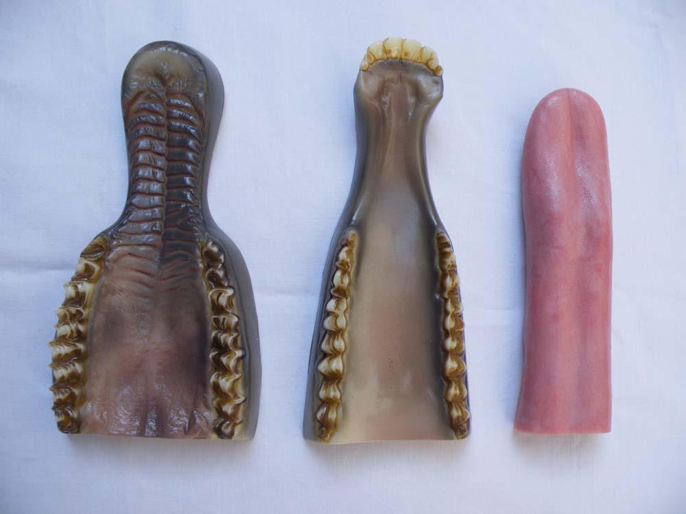 Mouflon Jaw Set