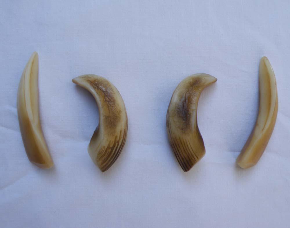 reproduction ex large wild boar tusks