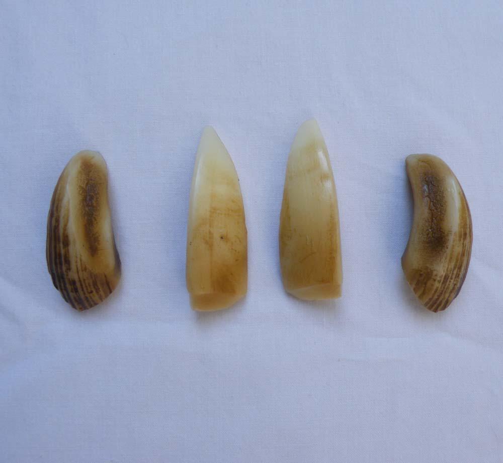 Reproduction Large Wild Boar Tusks