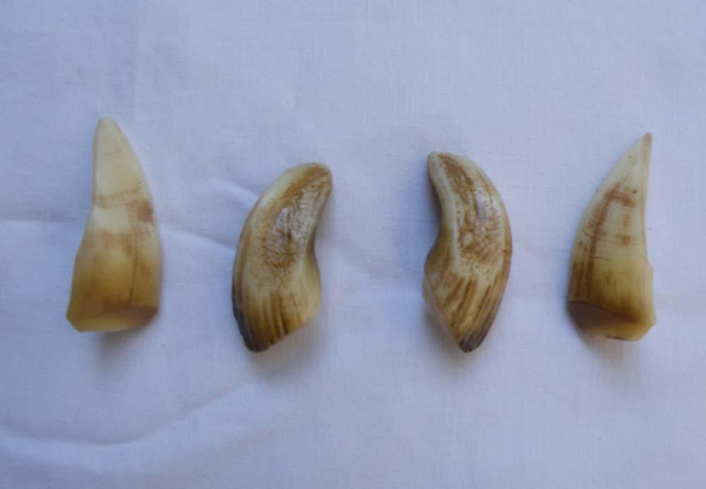 Reproduction Medium Wild Boar Tusks