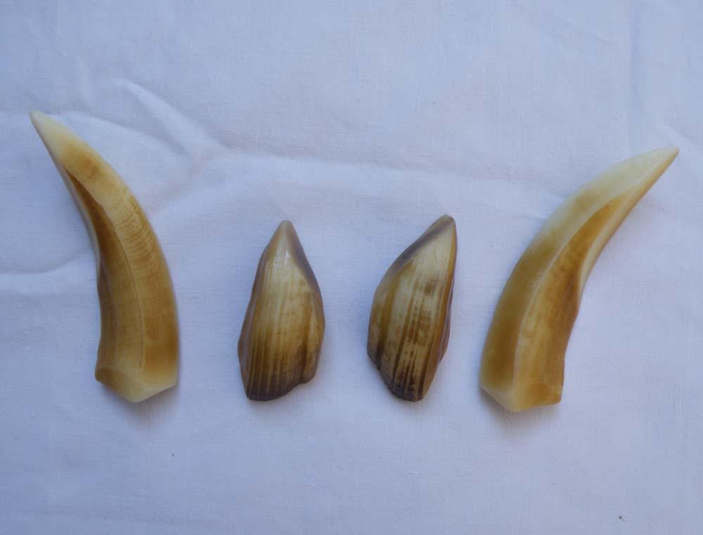 Reproduction Russian Boar Tusks