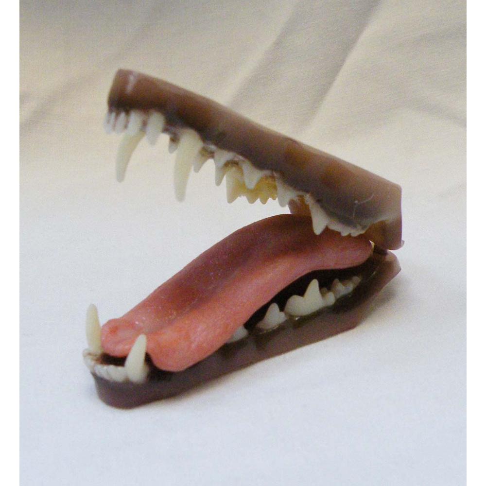 Fox Cub Jaw And Tongue Set (Half Grown Cub)