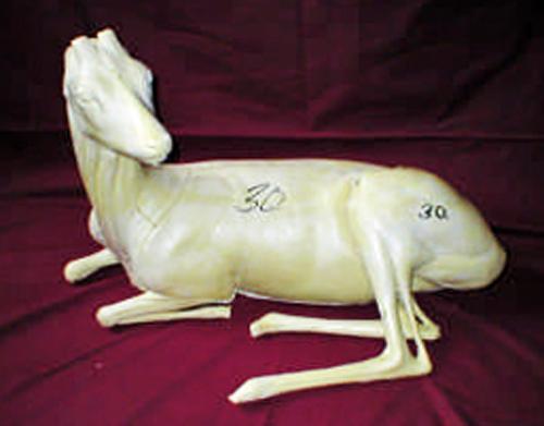 Roe Deer FRD6