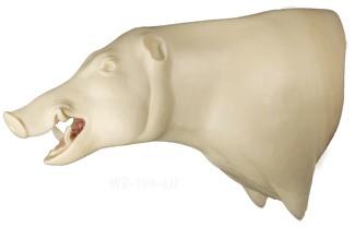 Wild Boar Shoulder Mount WB 6 O/M
