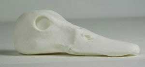 Gadwall Drake Head ABH15
