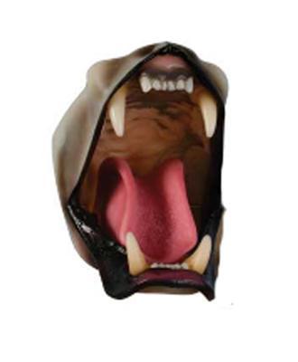 Medium Mountain Lion Detailed Jaw Set With Throat and Lips (Snarling)