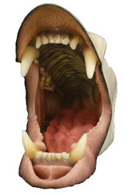 Medium Black Bear with Throat, Detailed Jaw with Tongue (Snarling)
