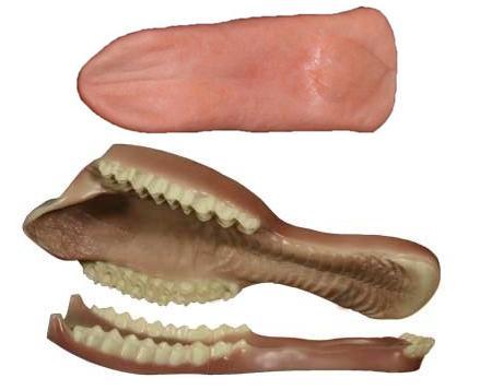 Kudu Jaw And Tongue Set (Base Colour)