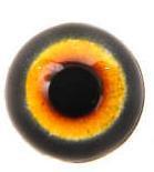 Cock Pheasant Eyes10MM