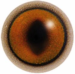 Fox Eyes