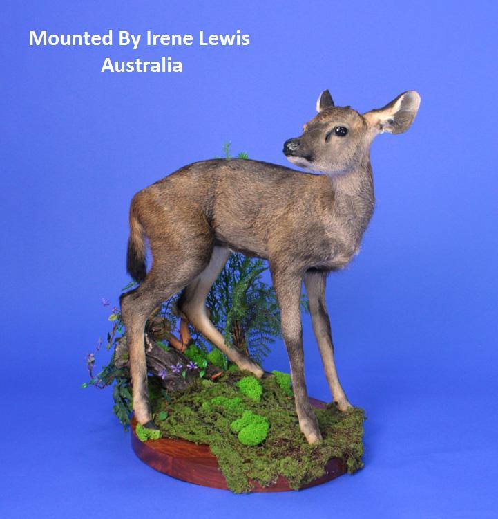 Roe Deer  Fawn Form FRD1