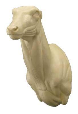 Red Deer/Stag Shoulder Mount RS13