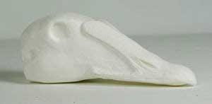 Eider Drake ABH18