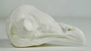 Barn Owl Head  ABH1