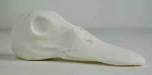 Mallard Bird Head ABH7