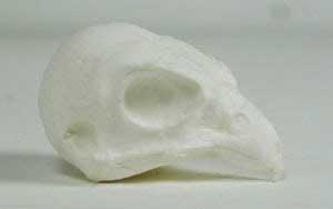Merlin Bird Head ABH8