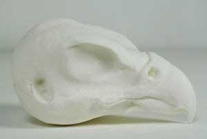 Peregrine Bird Head ABH9