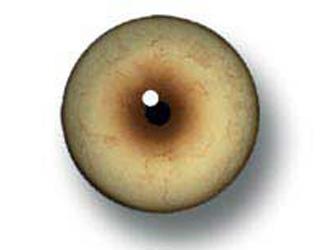 Leopard Eyes 24MM