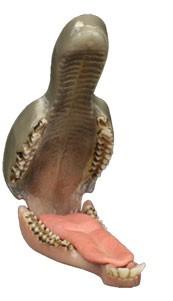 Roe Deer Jaw And Tongue Set