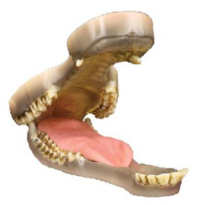 Red Deer/Stag Jaw And Tongue/Throat Set