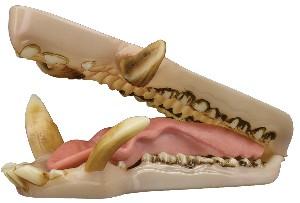 Wild Boar Jaw And Tongue Set (Medium)