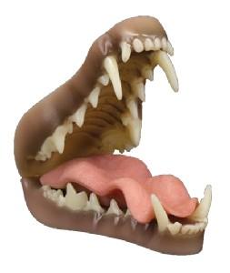 Fox Jaw And Tongue Set