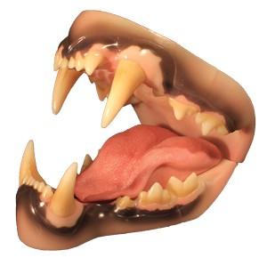 African Lion Jaw And Tongue Set (Medium)