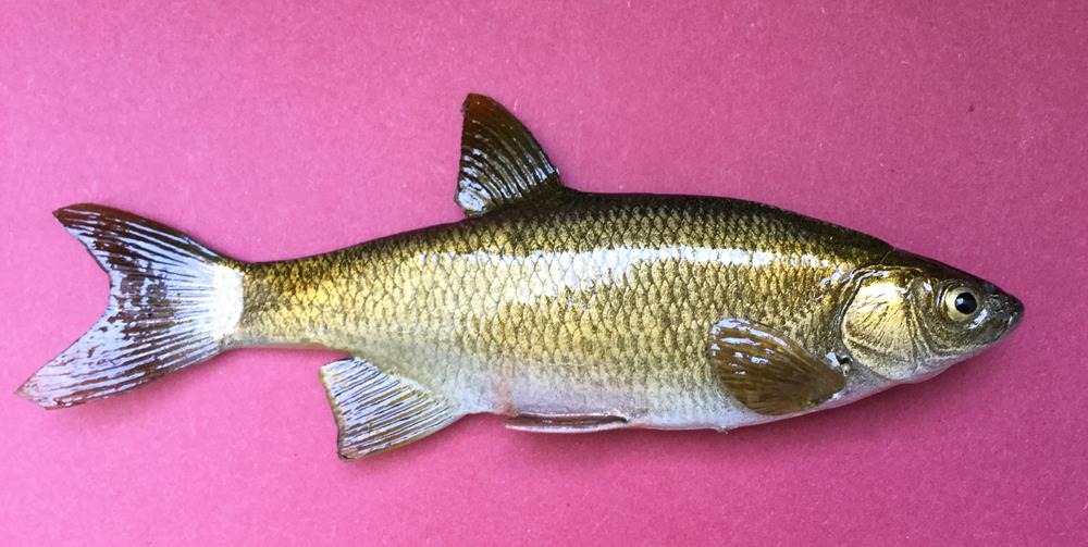 Replica Golden Shiner Bait Fish  6.1/2"