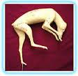 Mousing Fox FF20