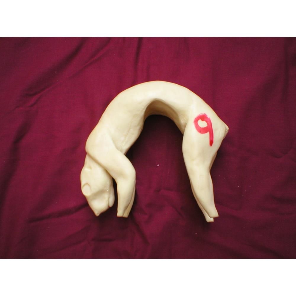 Squirrel Form No 9