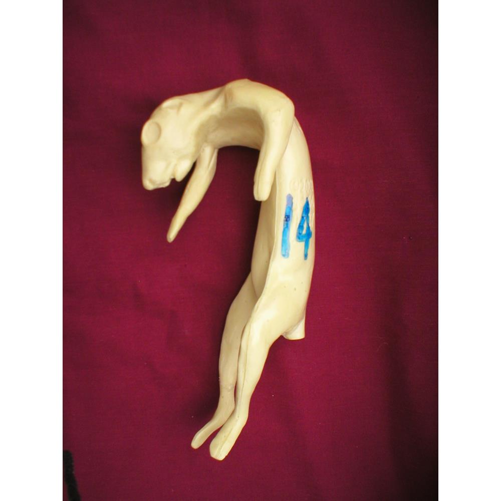 Squirrel Form No 14