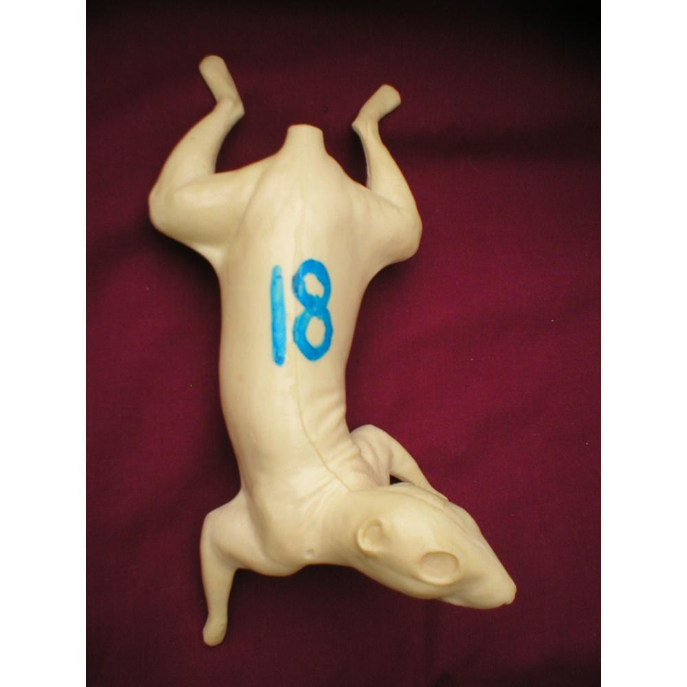Squirrel Form No 18