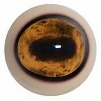 Sheep Eyes 26/30mm (Forward Looking)
