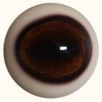 Dark Deer Eyes (Defined Cornea Forward Looking)