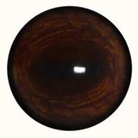 Dark Deer Eyes (Defined Cornea, Unbanded)