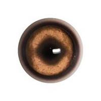 Glass Wild Boar Eyes 14/18MM