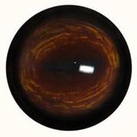 Medium Deer Eyes (Defined Cornea, Unbanded)
