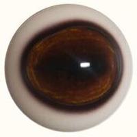 Medium Deer Eyes (Forward Looking)